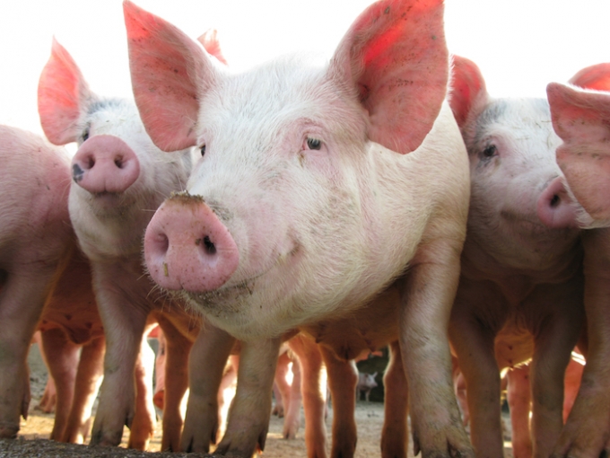 Research Underpins Sustainable Pig Production